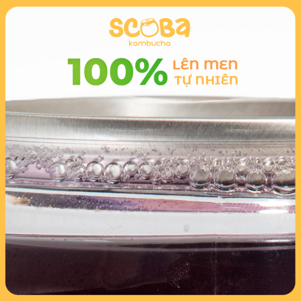 Second image of [MUA 5 ĐƯỢC 6] Trà lên men Scoba Kombucha - Vị Việt Quất - Hỗ trợ chống Oxy hoá - 330ml