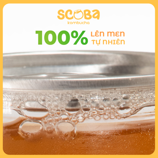 Second image of [MUA 5 ĐƯỢC 6] Trà lên men Scoba Kombucha - Mix Vị - Bổ sung lợi khuẩn tự nhiên - 330ml